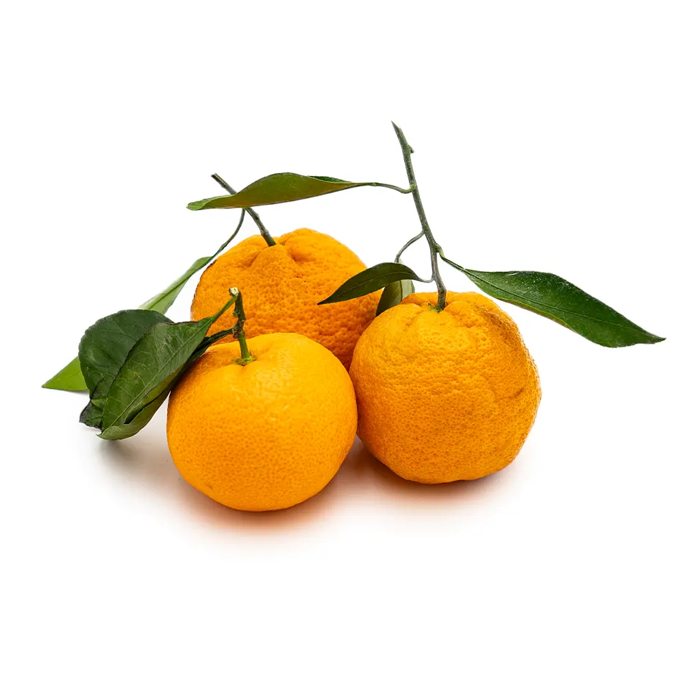 Satsuma Mandarines