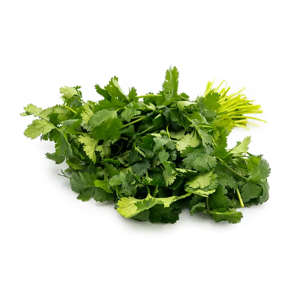Cilantro (Hamem) Bunch